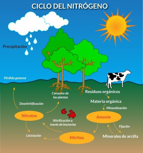 Ciclo Biogeoquímicos 
