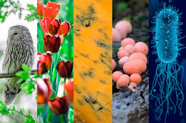 Proceso de la comunicación