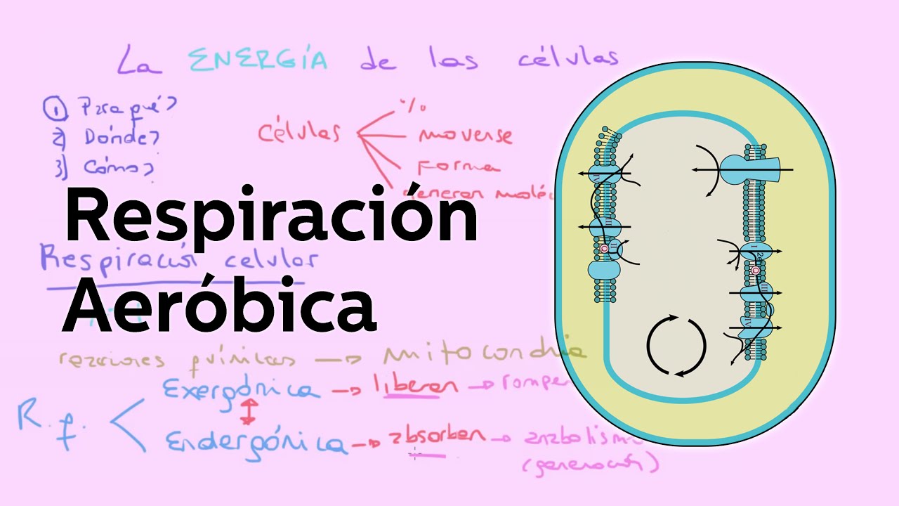 Respiración aerobia