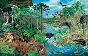 Niveles de organización ecológicos: población, comunidad y ecosistema