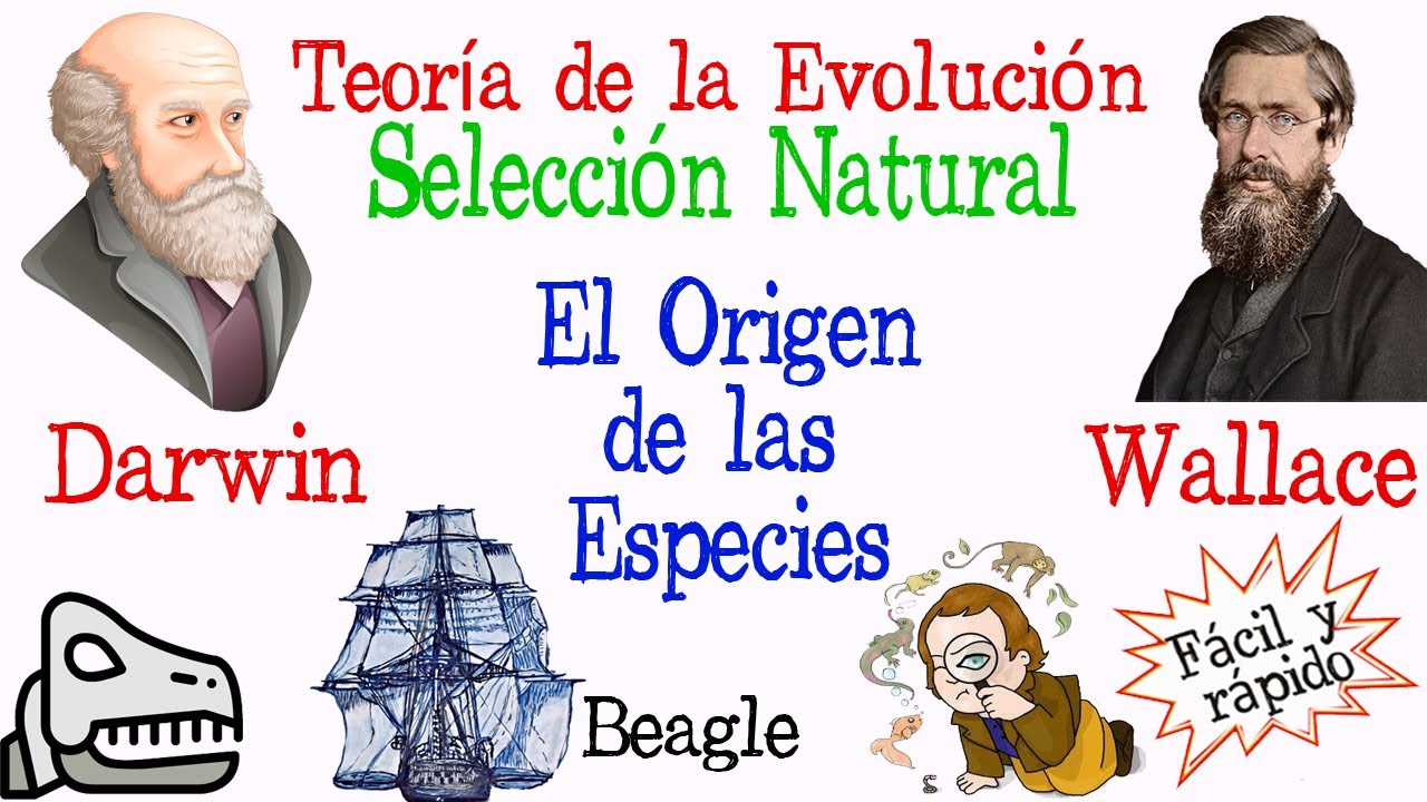Teoría evolutiva de Darwin-Wallace